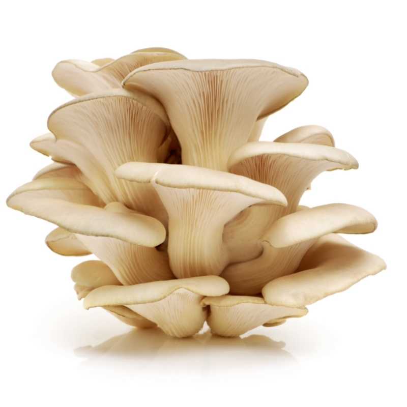 Flat Oyster Mushroom 1Kg